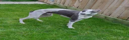 Whippet dogs for stud: Full cream kc and blue white parti kc for stud in Crook - Advert 9