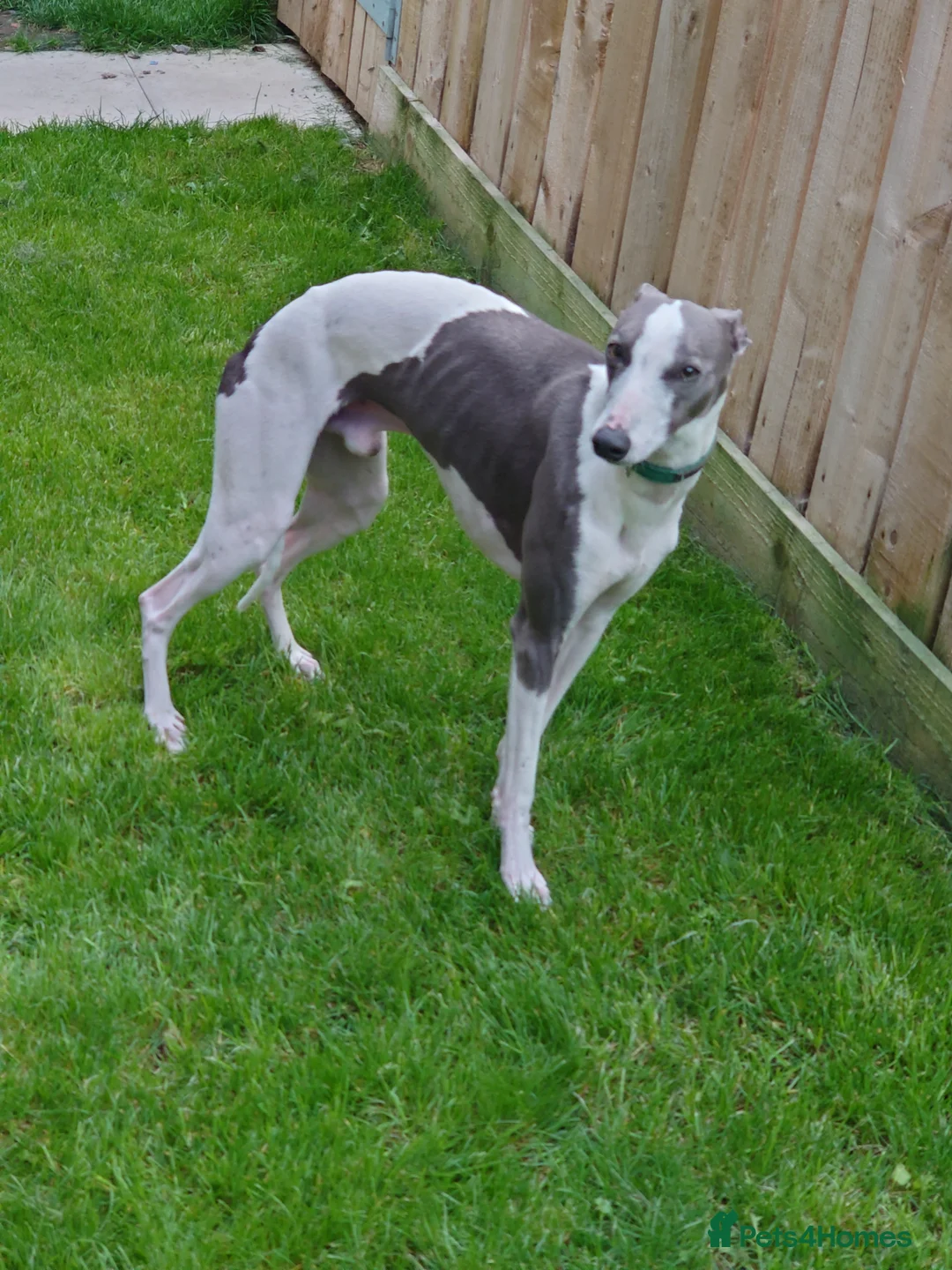 Whippet dogs for stud: Full cream kc and blue white parti kc for stud in Crook - Advert 9