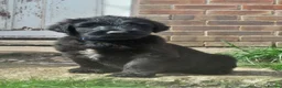Briard dogs for sale: Briard Puppies  - Advert 2