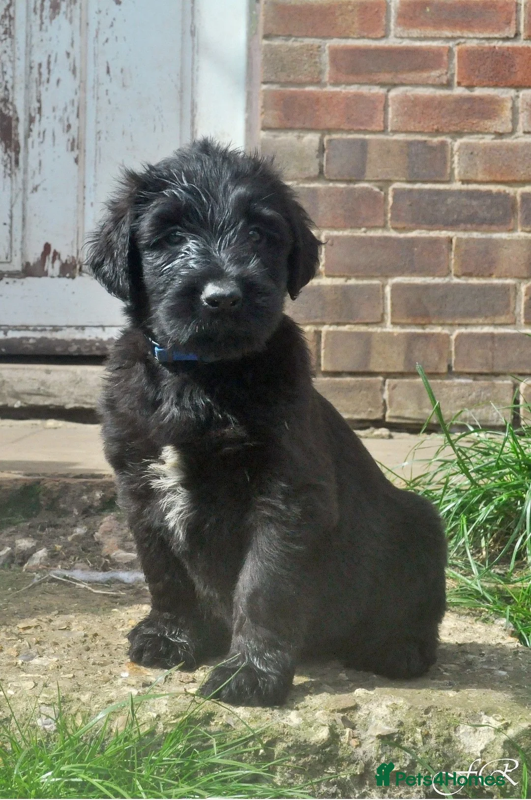 Briard dogs for sale: Briard Puppies  - Advert 2