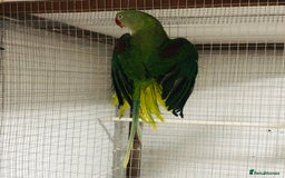 Parrots birds for sale: Alexandrine parrots for sale. - Image 8