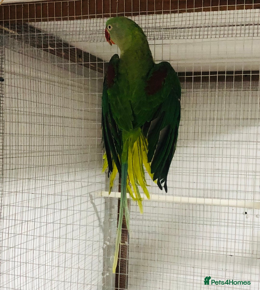 Parrots birds for sale: Alexandrine parrots for sale. - Image 8