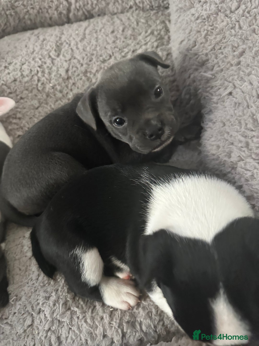 Mixed Breed dogs for sale: American French bulldog  - Advert 23