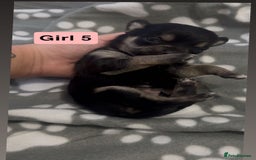 Chihuahua dogs for sale: X7 chihuahua puppies  - Image 10