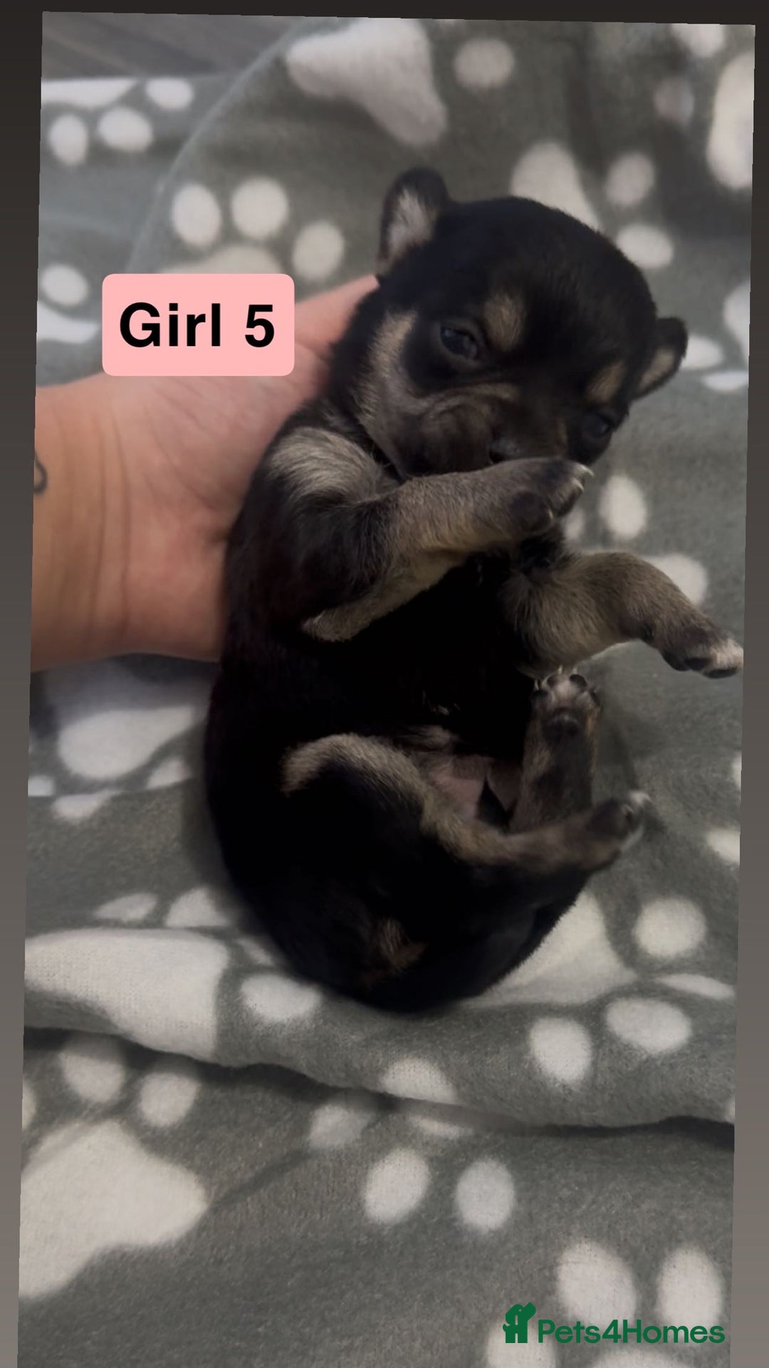 Chihuahua dogs for sale: X7 chihuahua puppies  - Image 10