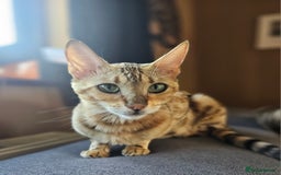 Bengal cats for sale: Bengal kittens. Absolutely beautiful!  - Image 26