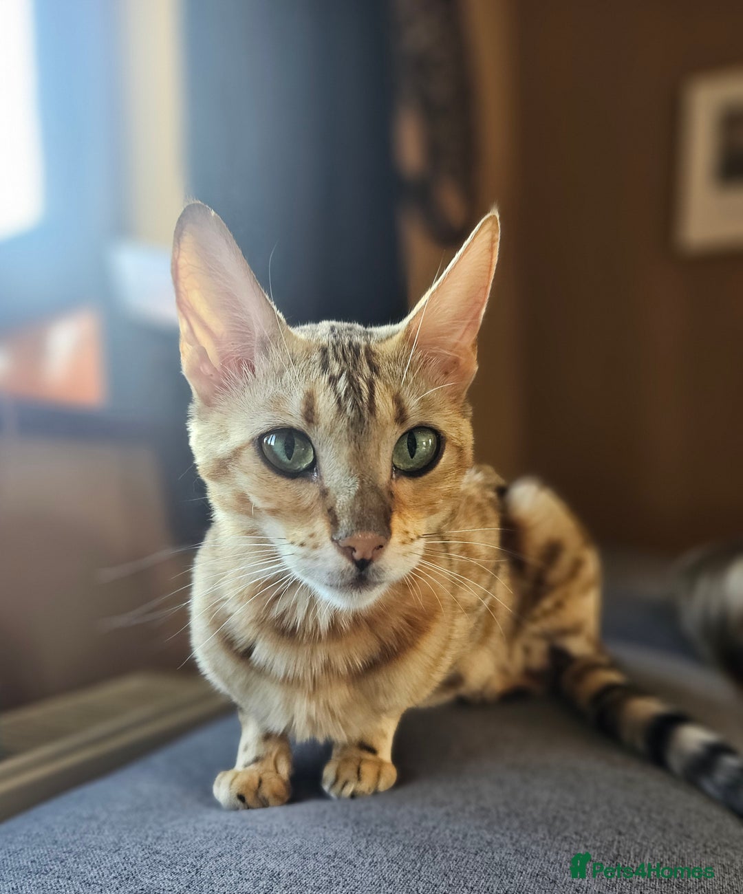 Bengal cats for sale: Bengal kittens. Absolutely beautiful!  - Image 26