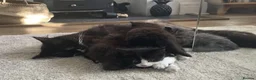 Mixed Breed cats for sale: Fluffy kittens for sale - Advert 10