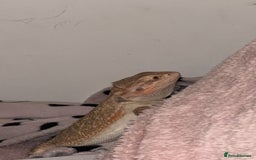 Bearded Dragon reptiles for sale: Breaded dragon - Image 18