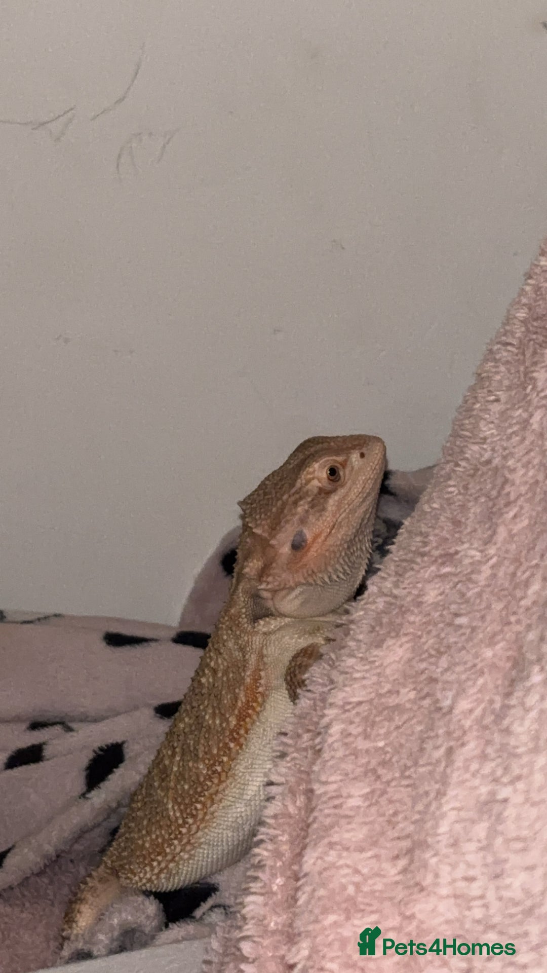 Bearded Dragon reptiles for sale: Breaded dragon - Image 18