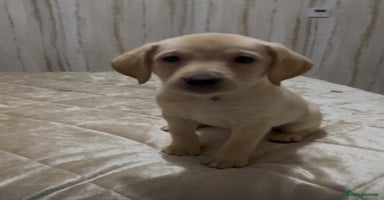 Labrador Retriever dogs Labrador puppies. Ready to leave.  - Advert 14