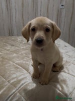 Labrador Retriever dogs Labrador puppies. Ready to leave. - Advert 14