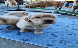 Golden Retriever dogs for sale: Litter of Golden Retriever Puppies Ready Now. - Image 7