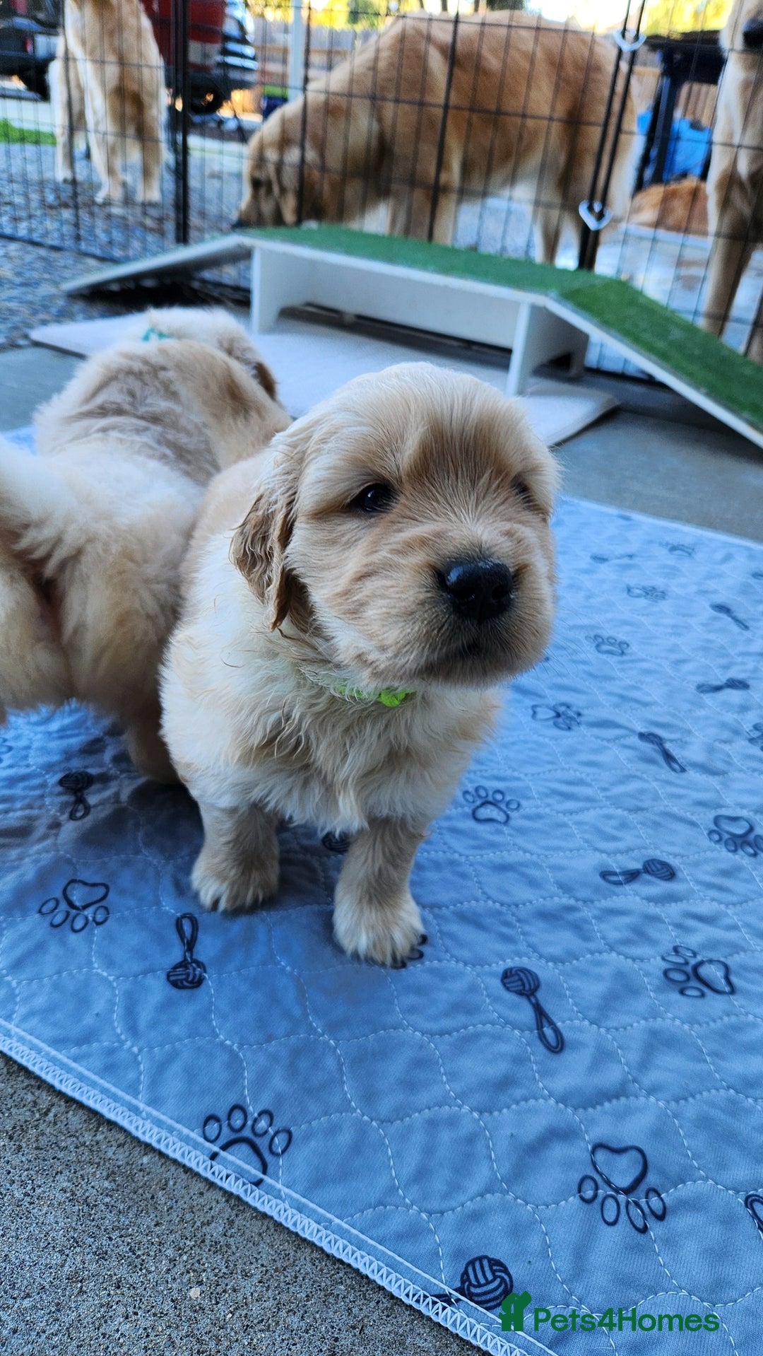 Golden Retriever dogs for sale: Litter of Golden Retriever Puppies Ready Now. - Image 7