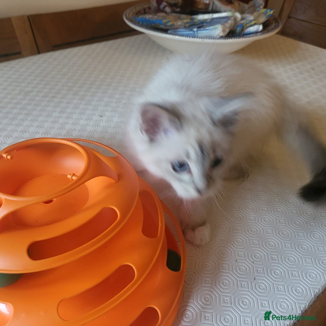 Ragdoll cats for sale:  ragdoll - Image 12