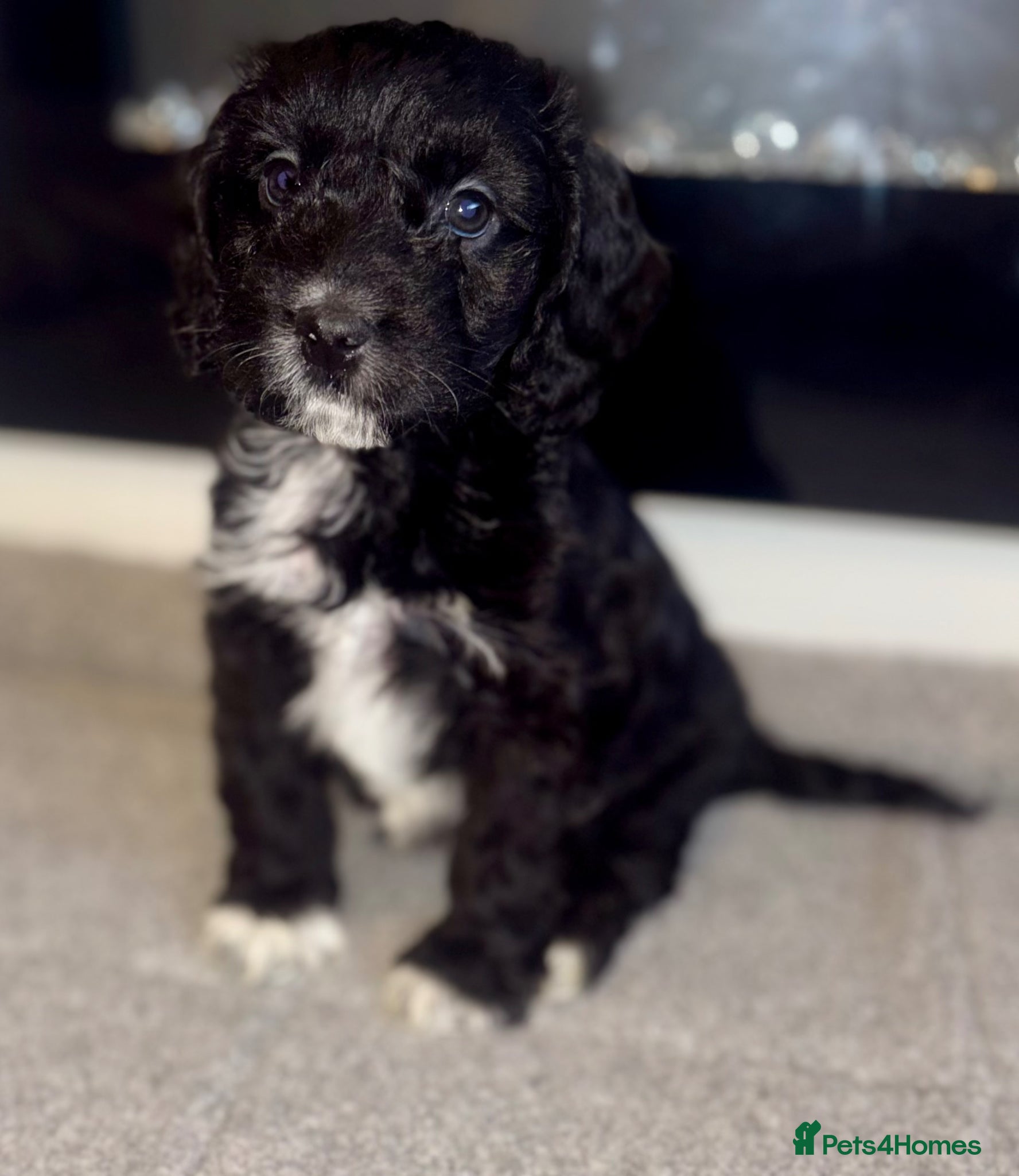 Cockapoo dogs Beautiful cockapoo F1 puppies  - Advert 6