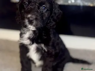 Cockapoo dogs Beautiful cockapoo F1 puppies - Advert 4