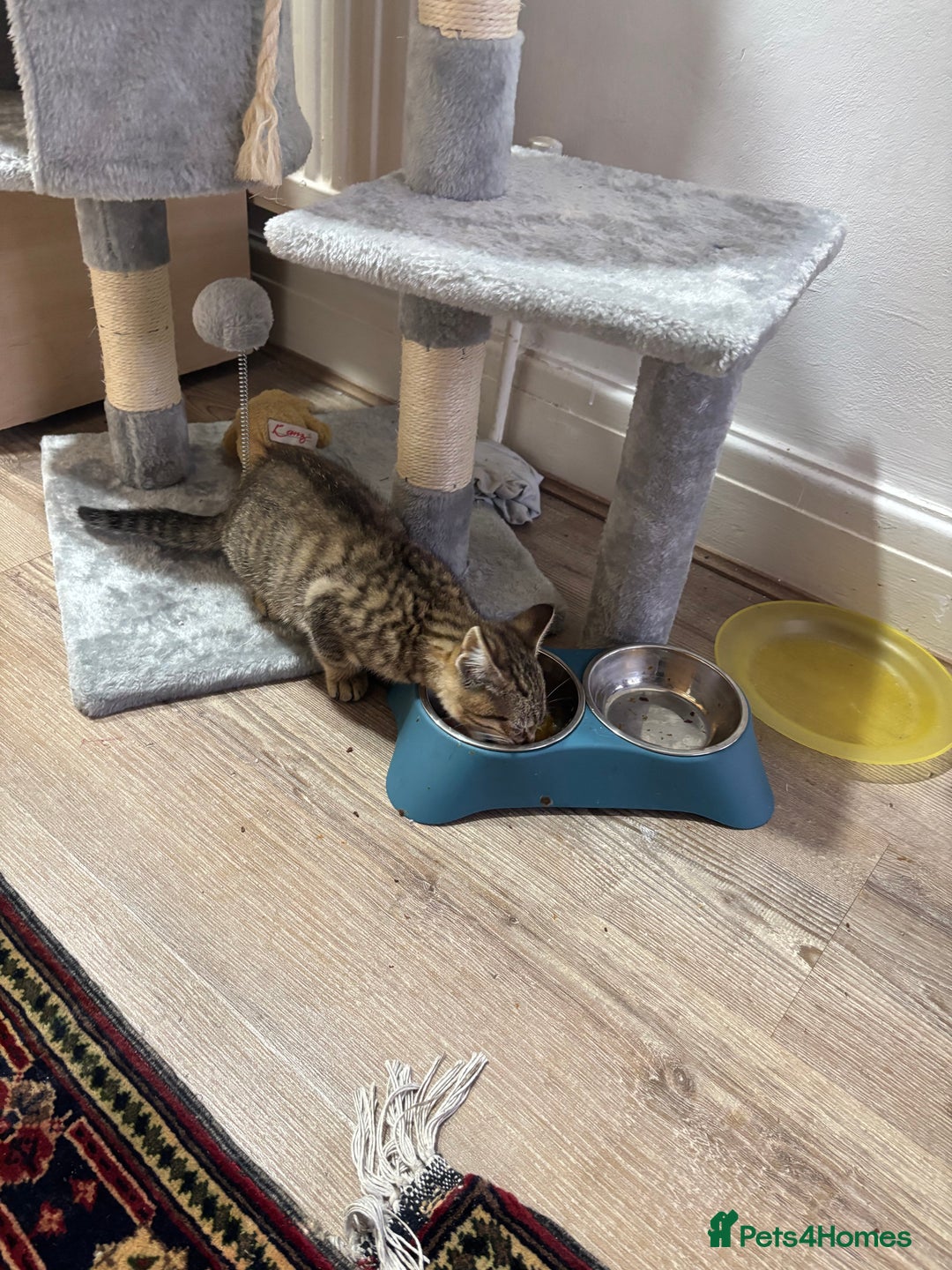 Mixed Breed cats for sale: 12 WEEK KITTEN FOR SALE | CHECK DESCRIPTION  - Advert 6