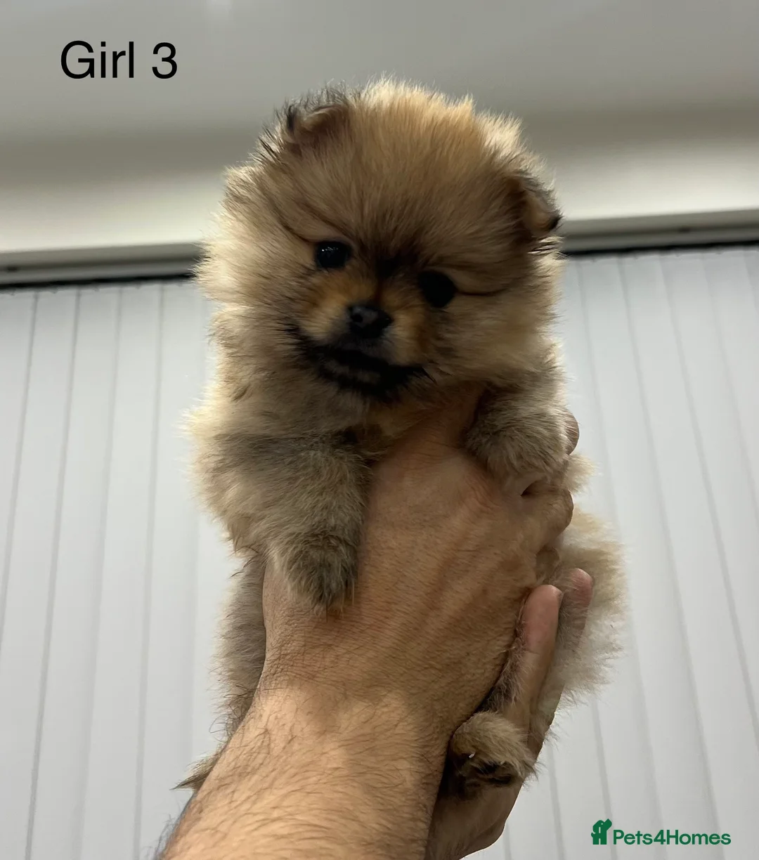 Pomeranian dogs for sale: 5 gorgeous Pomeranian puppies - Advert 6