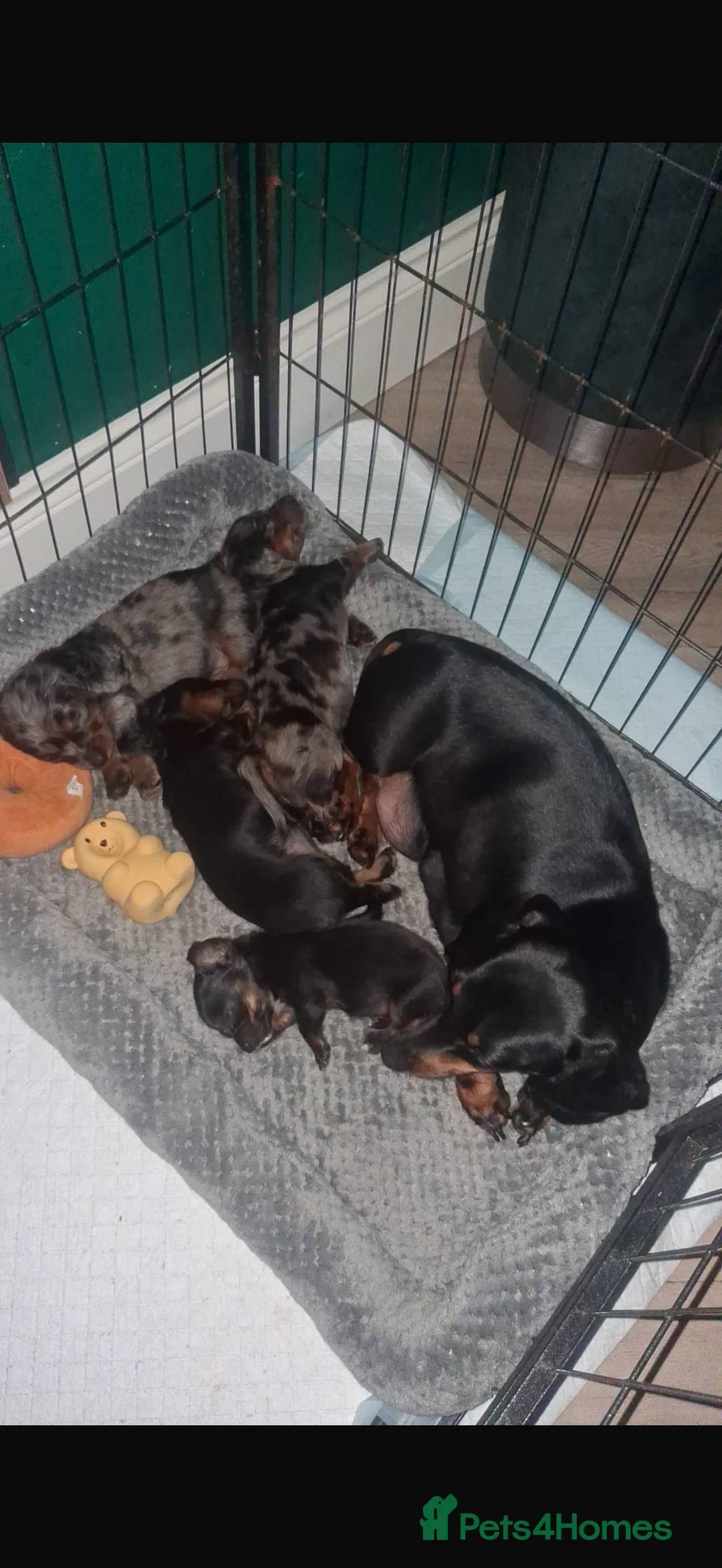 Dachshund dogs for sale: Long Haired Miniature Dachshund  in Neath - Advert 2