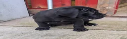 Cane Corso dogs for sale: Cane Corso Irish Kennel club registered  in Enniskillen - Advert 12