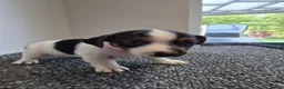 Jack Russell dogs for sale: Pure Jack russell puppies  in York - Advert 25