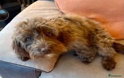 Cockapoo dogs for sale: 6 month old Cockapoo - Image 3