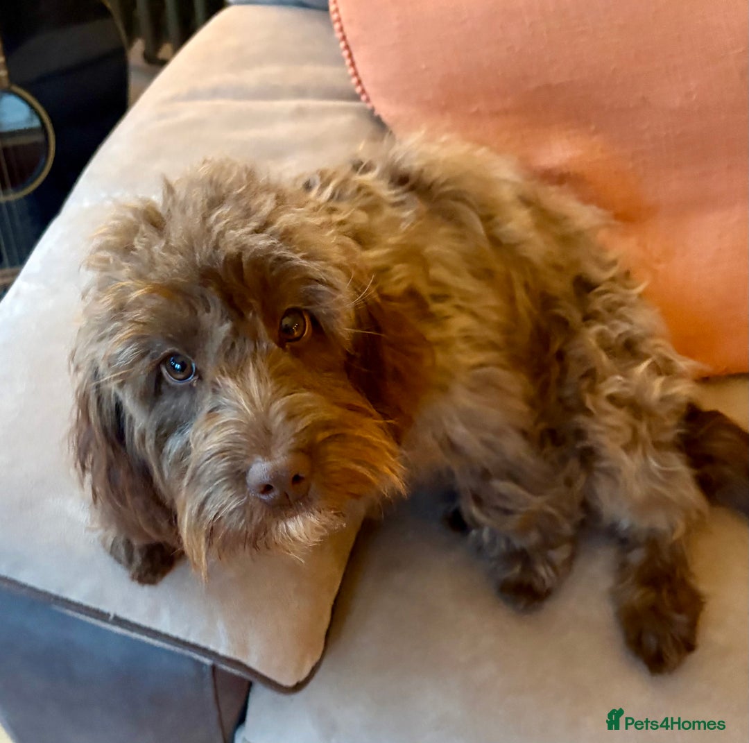 Cockapoo dogs for sale: 6 month old Cockapoo - Image 3