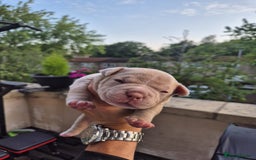 American Bully dogs for sale: Champagne, Chocolate, Merle Micro Pocket Bullys  in Wilmslow - Image 33
