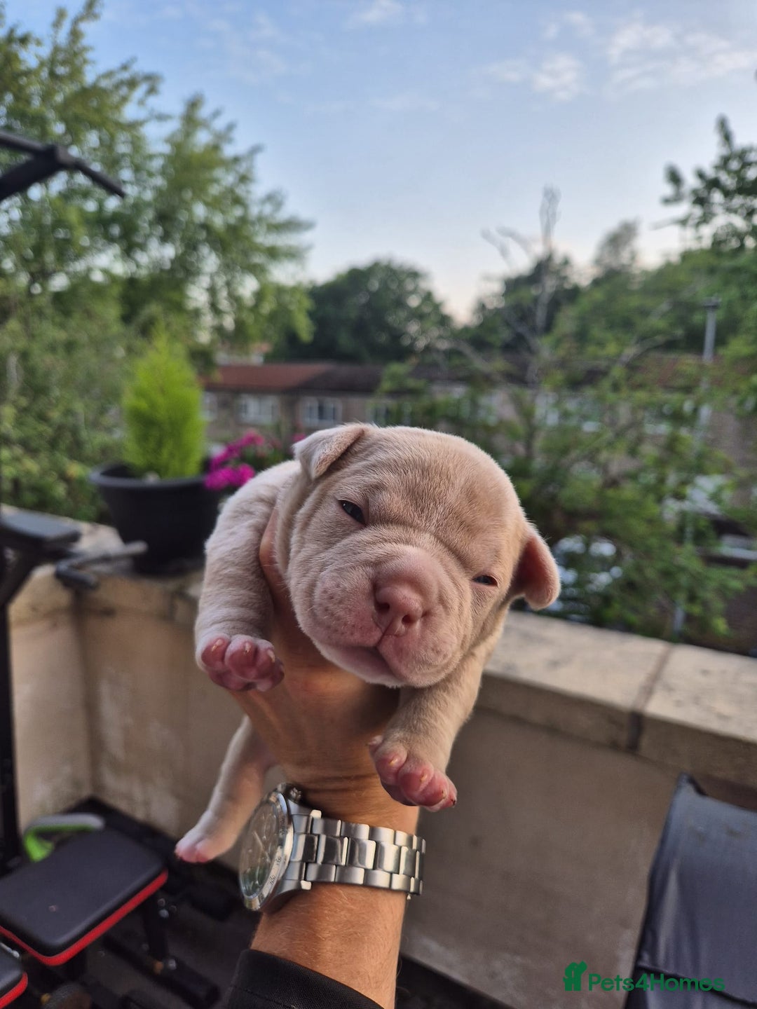 American Bully dogs for sale: Champagne, Chocolate, Merle Micro Pocket Bullys  in Wilmslow - Image 33