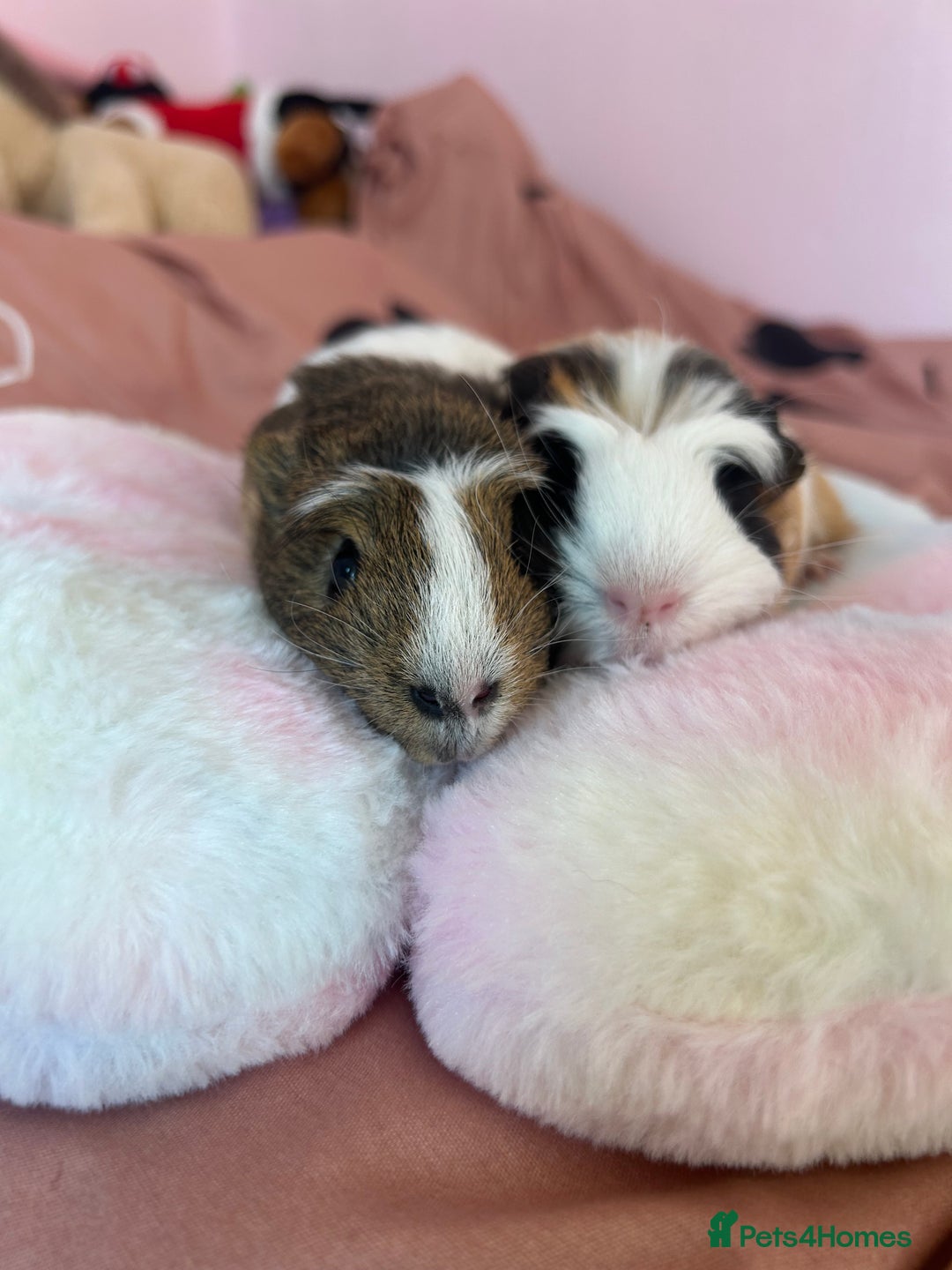 Guinea Pig rodents for sale: Two male guinea pigs  - Advert 3