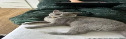 British Shorthair cats for sale: Beautiful Blue BSH Cat - Advert 8