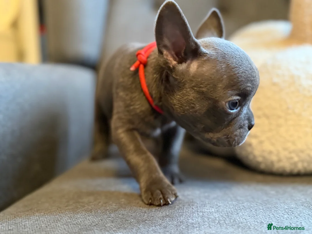 French Bulldog dogs for sale: ✨Stunning Pedigree French Bulldog Puppies✨ - Advert 27