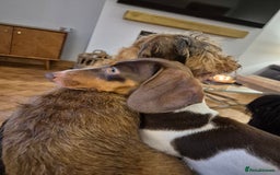 Miniature Dachshund dogs for sale: Rehoming  - Image 4