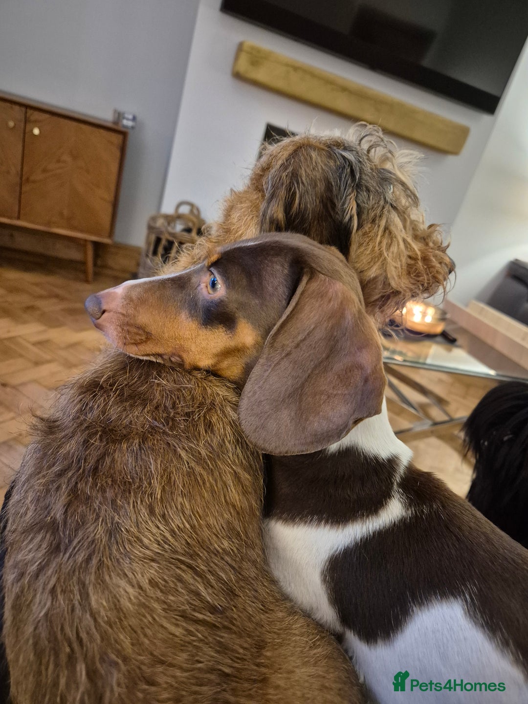 Miniature Dachshund dogs for sale: Rehoming  - Image 4