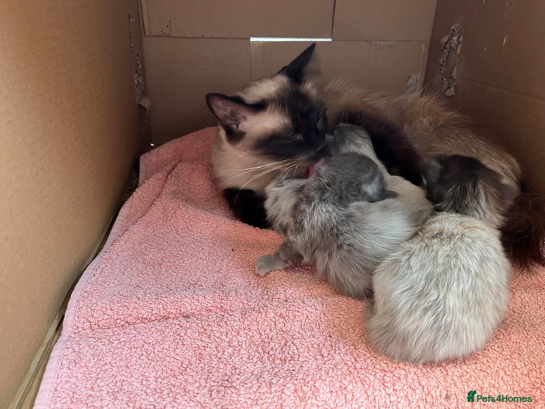 Ragdoll cats for sale: Ragcoons - Image 12
