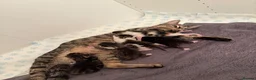 Mixed Breed cats for sale: Litter of 5 kittens  - Advert 1