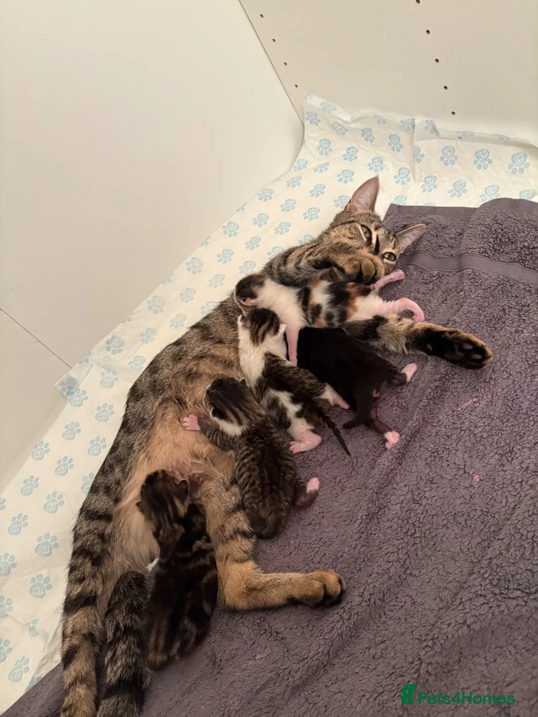 Mixed Breed cats for sale: Litter of 5 kittens  - Advert 1