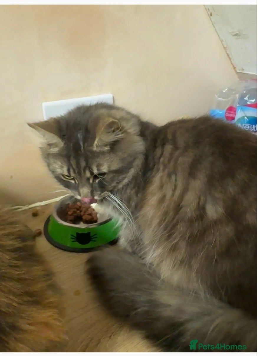Mixed Breed cats 2 year old Rag doll mixed male  - Advert 8