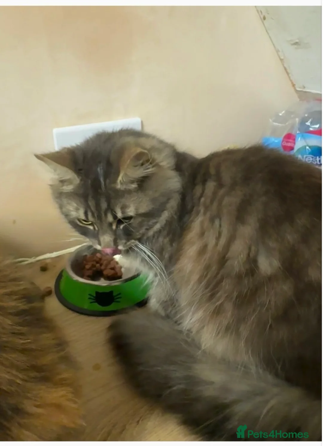 Mixed Breed cats for sale: 2 year old Rag doll mixed male  - Advert 1