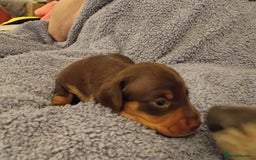 Miniature Dachshund dogs for sale: Miniature dachshund puppies - Image 11