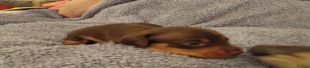 Miniature Dachshund Puppy 2