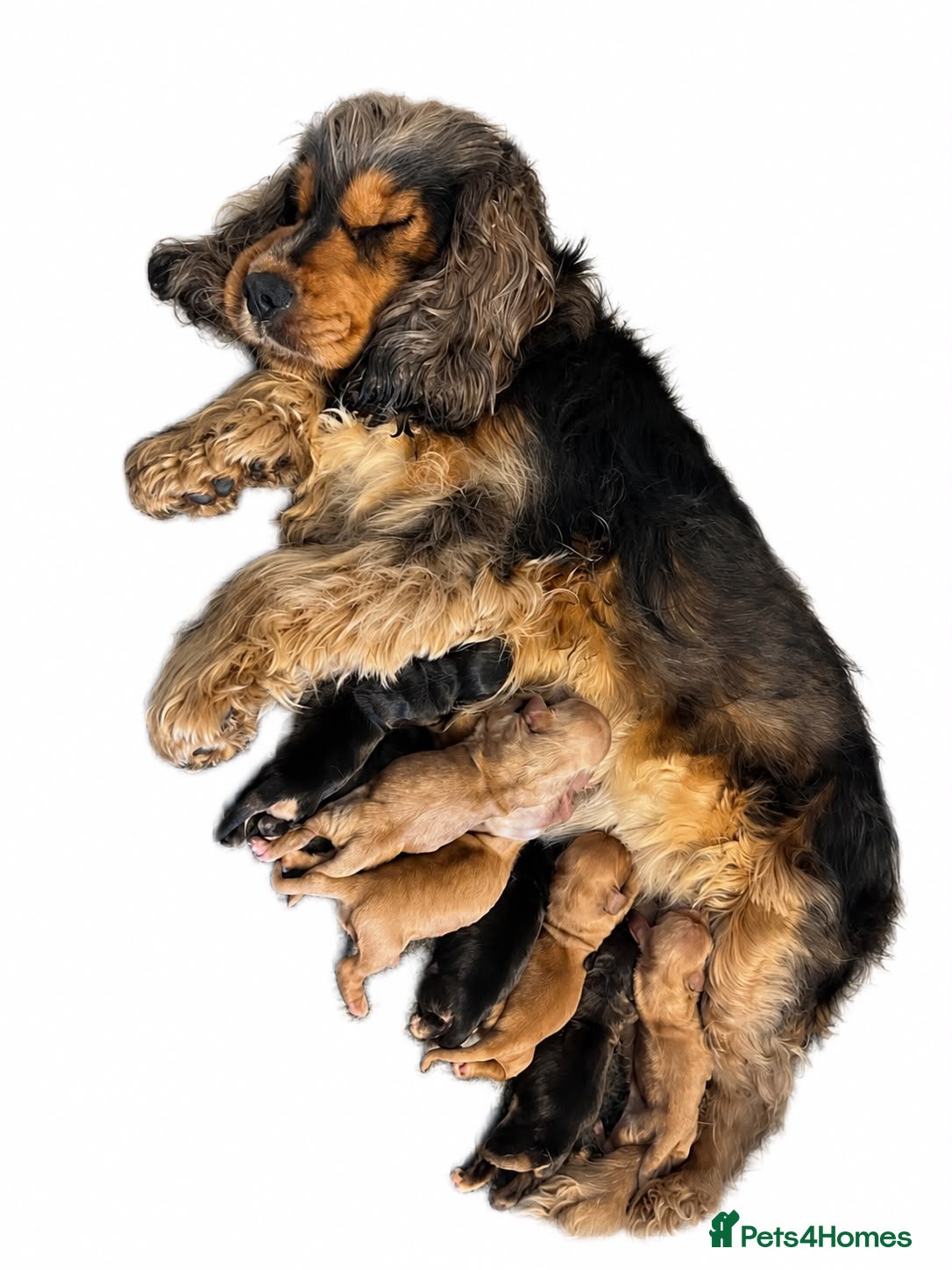 Cocker Spaniel dogs Kc reg health tested show cocker spaniels  - Advert 1