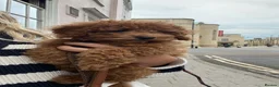 Toy Poodle dogs for stud: Toy poodle stud in Uxbridge - Advert 8