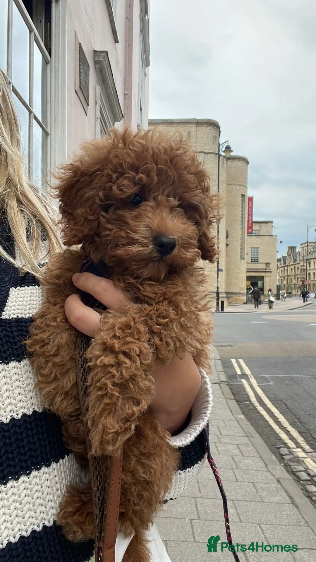 Toy Poodle dogs for stud: Toy poodle stud in Uxbridge - Advert 8