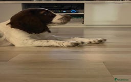 Mixed Breed dogs for sale: Puppy for sale  - Image 3