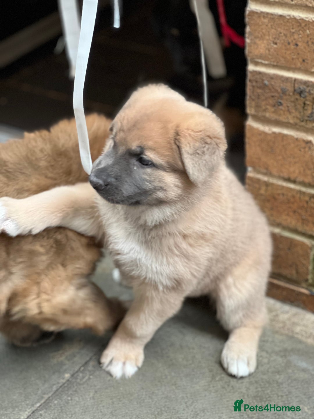German Shepherd dogs for sale: REDUCED German shepherd puppies 8 was old - Advert 22