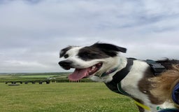 Mixed Breed dogs for adoption: Urgent Foster To Adopt Buddy 🚨  - Image 13