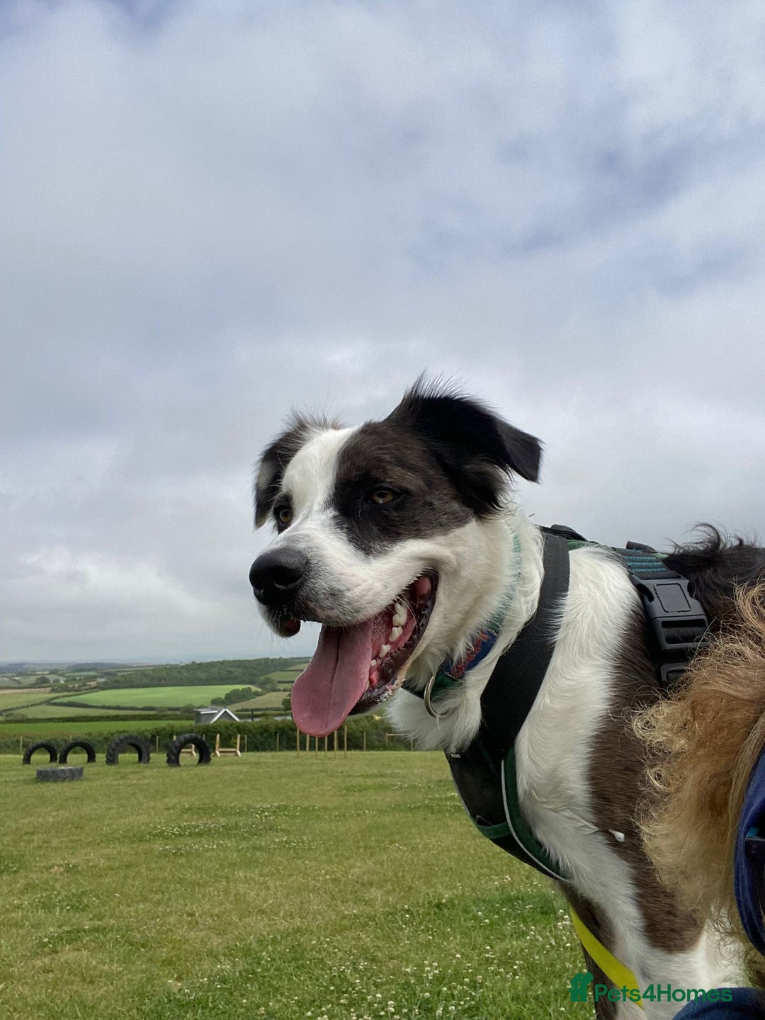 Mixed Breed dogs for adoption: Urgent Foster To Adopt Buddy 🚨  - Image 13