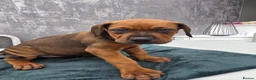 Mixed Breed dogs for sale: Dogue de bordeaux / Doberman  - Advert 4